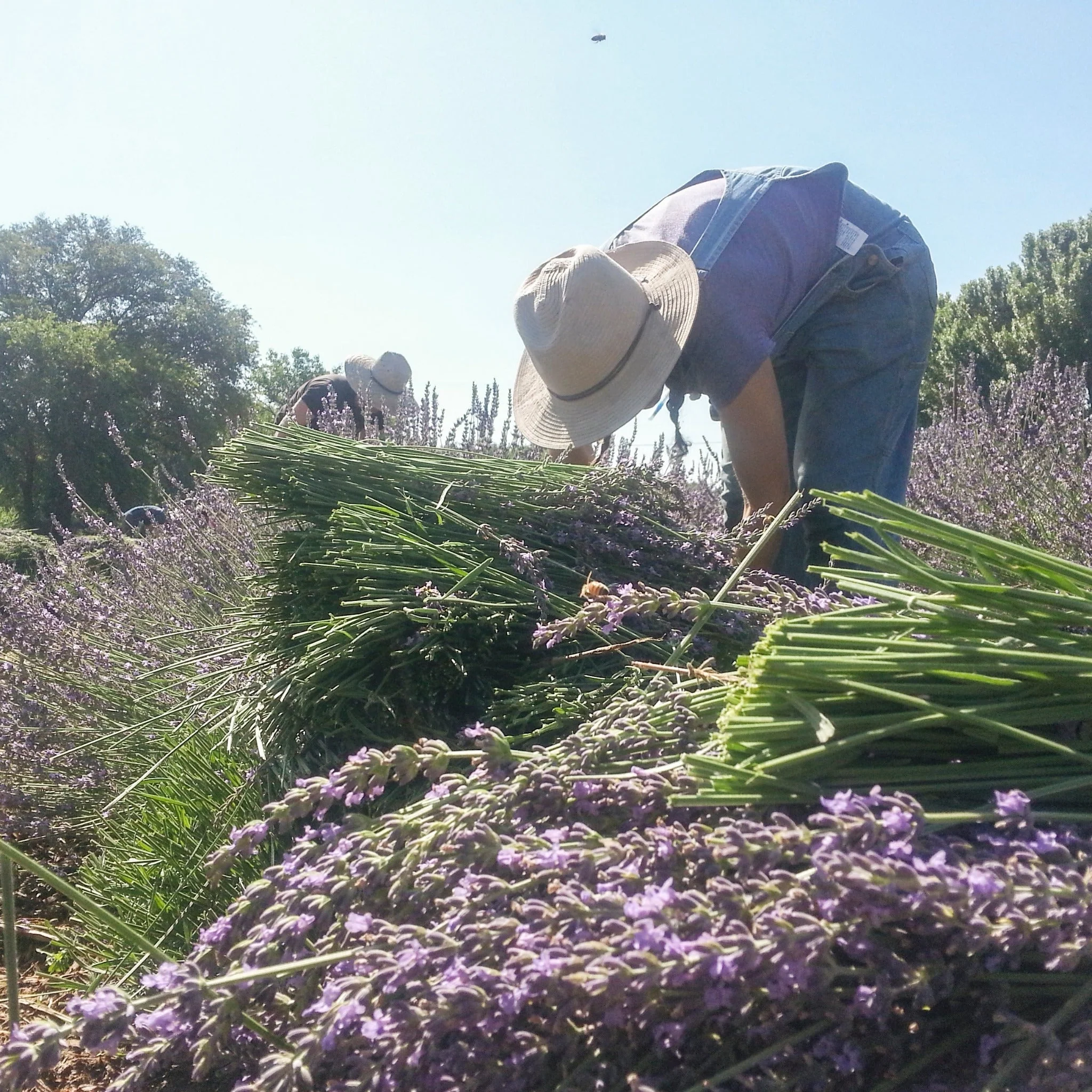 Lavender Lotion - Image 4