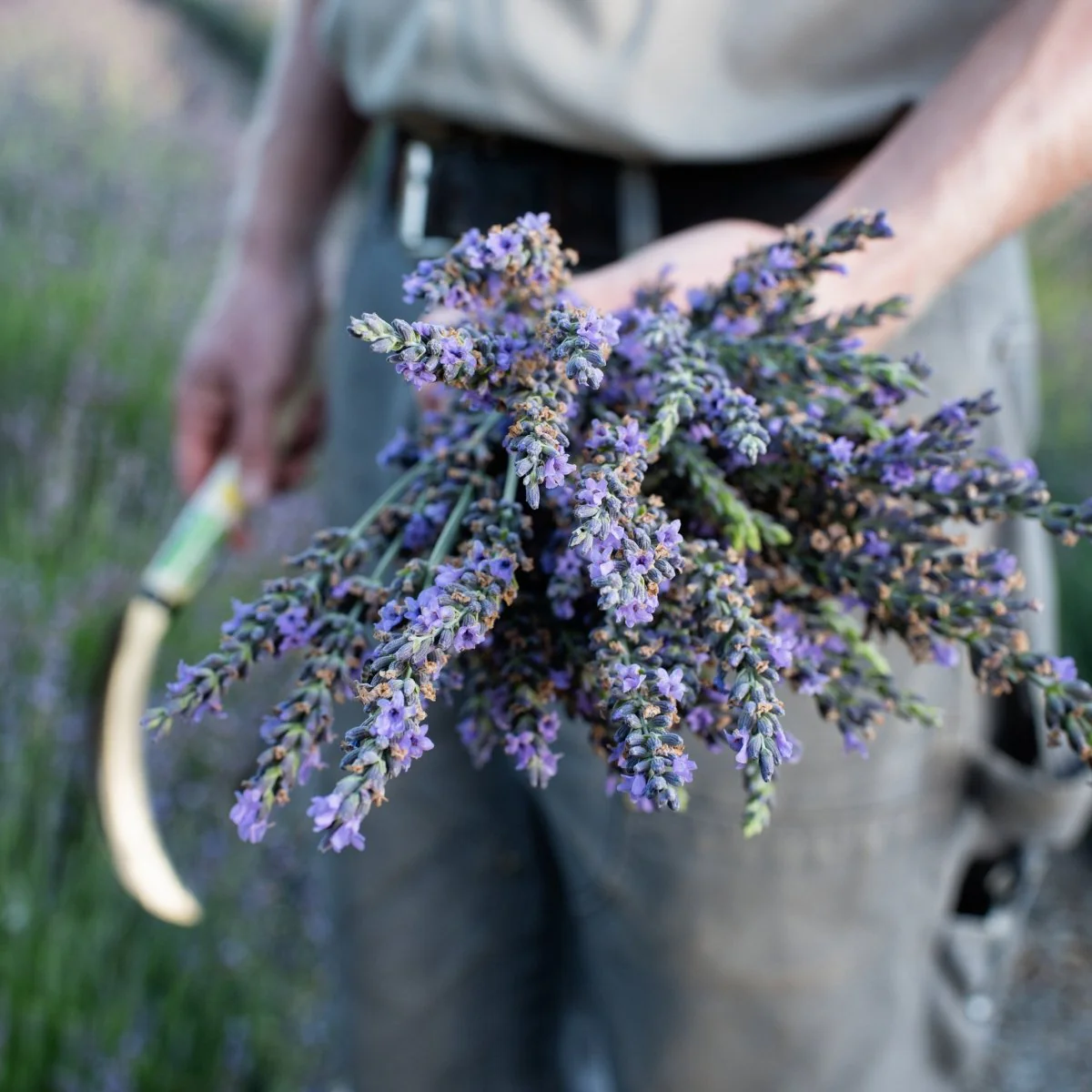 Organic Lavender Essential Oil - Image 4